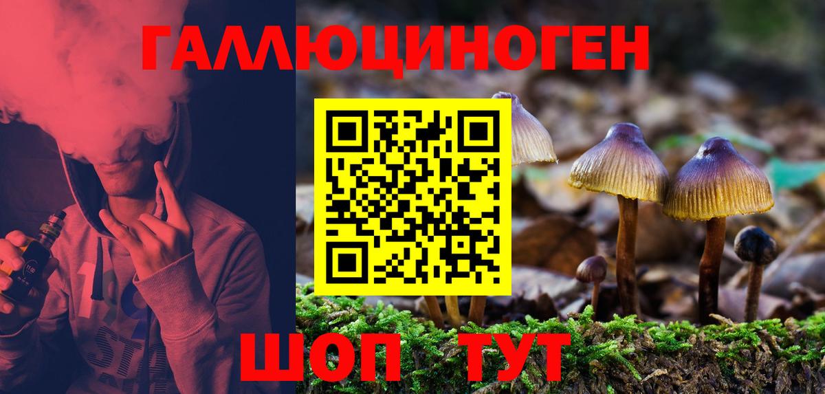 Псилоцибиновые грибы прущие грибы Сосновый Бор